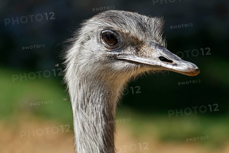 Nandu - Rhea americana