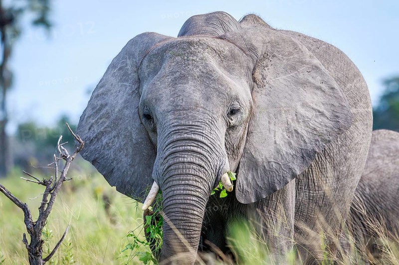 Eating Elephant in front of the camera in the Okavango delta, Botswana