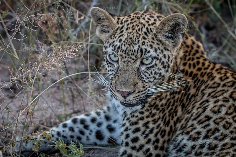 Close up of a female Leopard in the Sabi Sand Game Reserve, South Africa