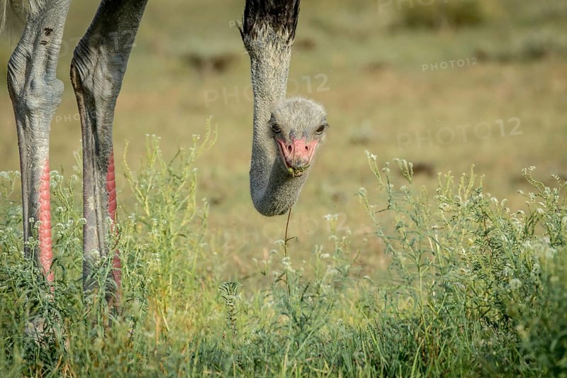Close up of a male Ostrich in the Kalagadi Transfrontier Park, South Africa