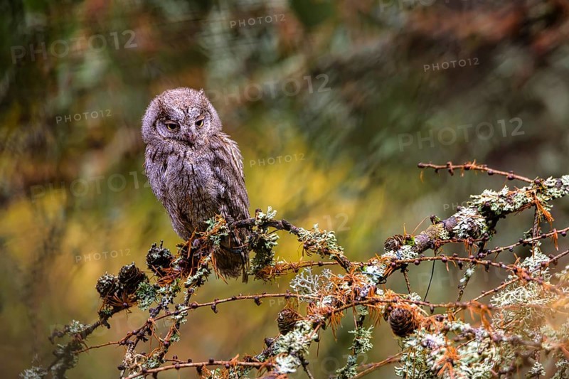 The Eurasian scops owl, Otus scops, European scops owl in forest