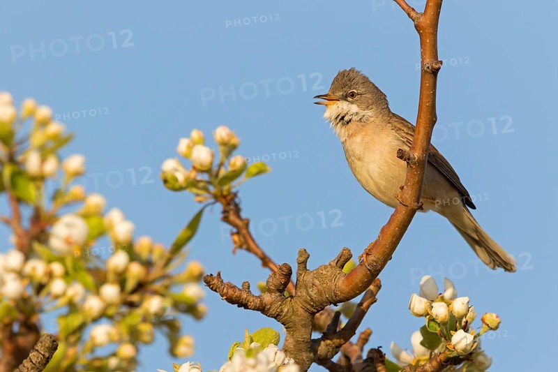 Whitethroat, (Sylvia communis), songbird, animals, birds, genus. of Curruca, NSG Der Spieß, Rheindürkheim, Rhineland-Palatinate, Federal Republic of Germany