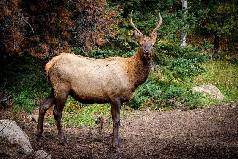 Wapiti in Beautiful autumn landscape scene in mountain in background in Jasper National Park west Canada
