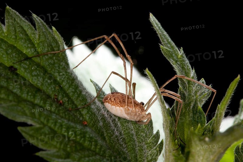 Rilaena triangularis, black-eyed anchor