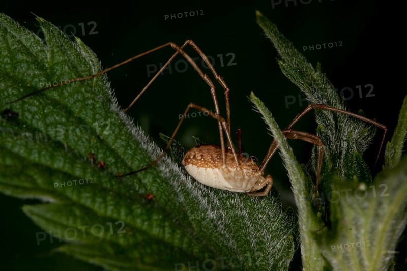 Rilaena triangularis, black-eyed anchor, Harvestman