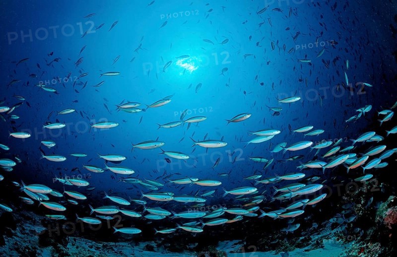 Swarm of neon fusiliers, Pterocaesio tile, Maldives, Indian Ocean, Meemu Atoll