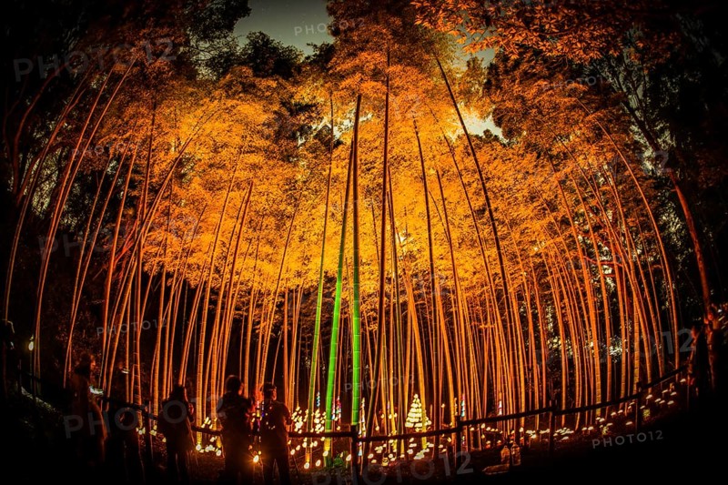 Small-diameter light-up of the bamboo grove (small desk Castle forest of citizen). Shooting Location: Yokohama-city kanagawa prefecture