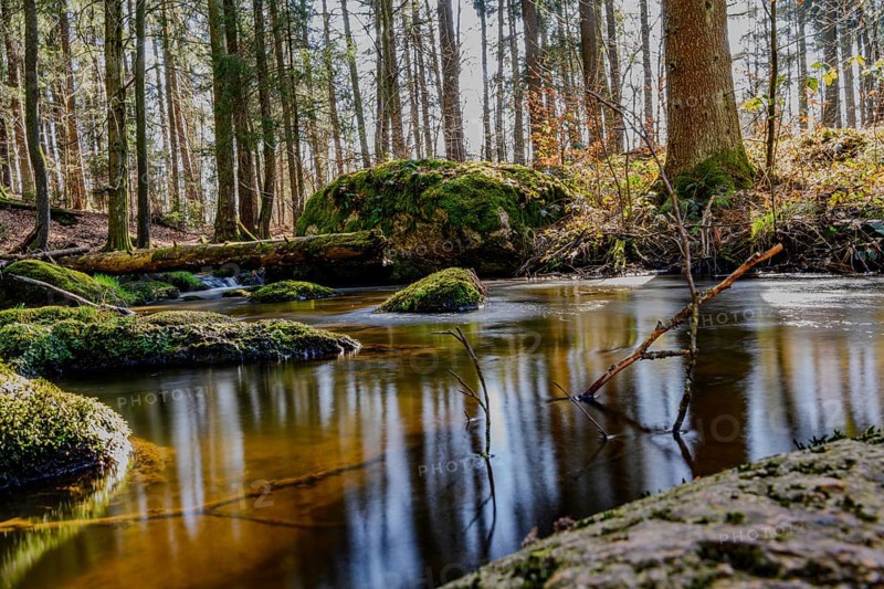A stream flows quietly through moss-covered stones in a densely wooded area, Höllbachtal, Upper Palatinate