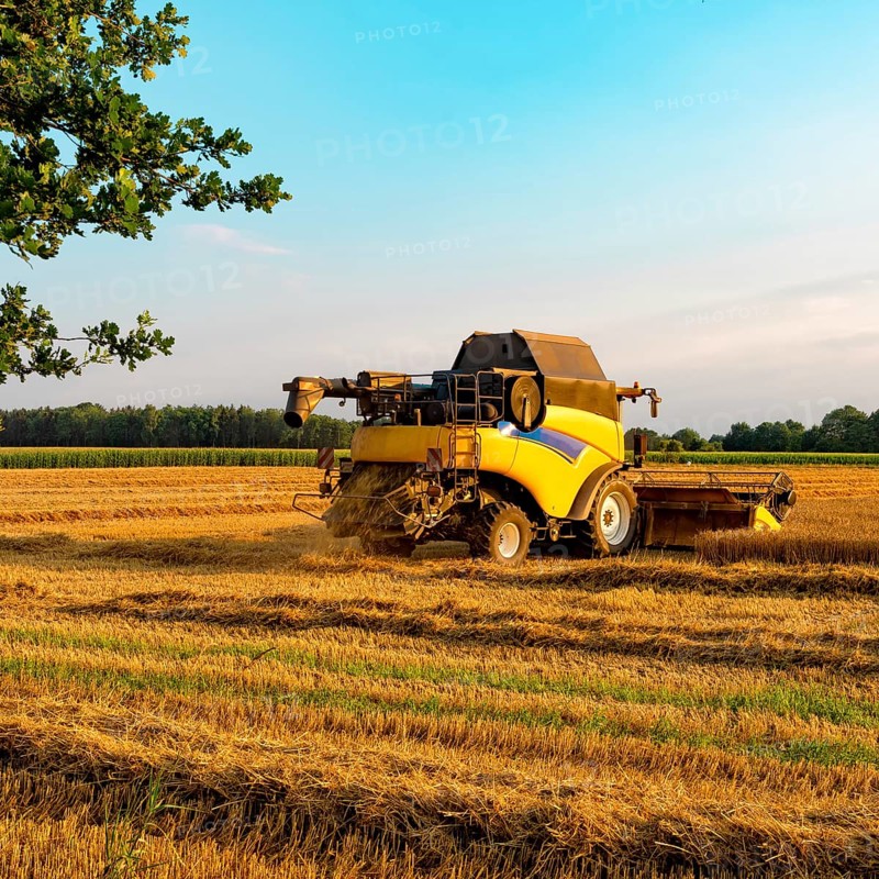 Big combine harvester threshing in the sunset