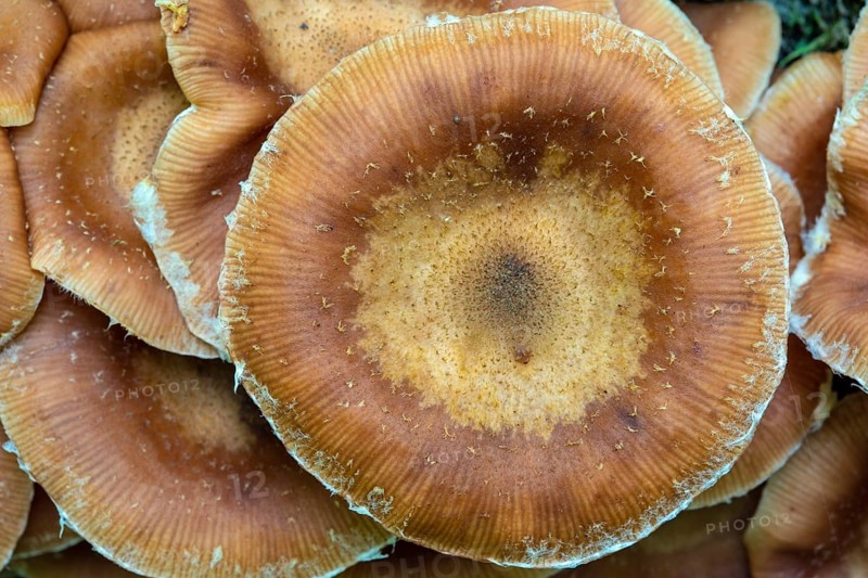Hallimasche, Armillaria