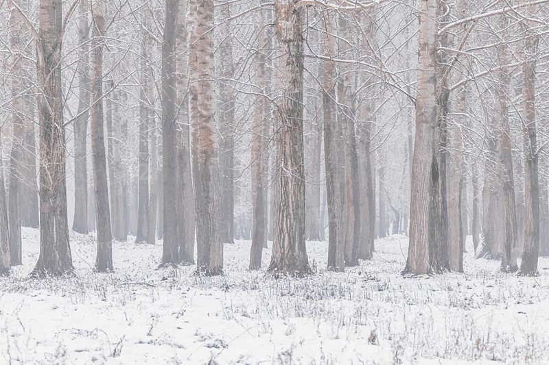 Poplar trees trunks natural background winter edition