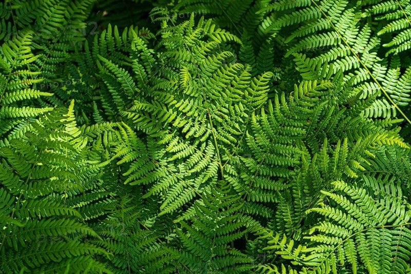 Natural fern pattern. Background with young green fern leaves