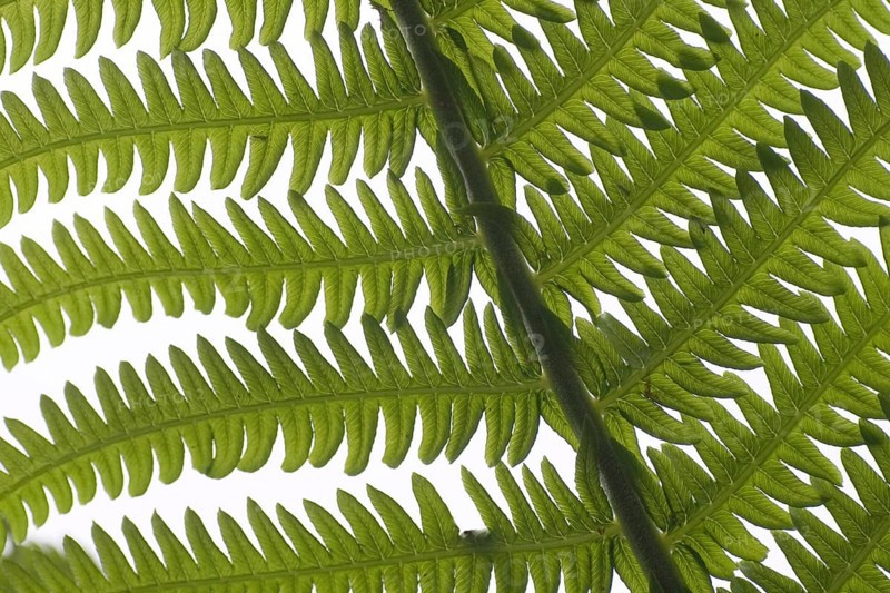 Fern (Osmunda regalis)