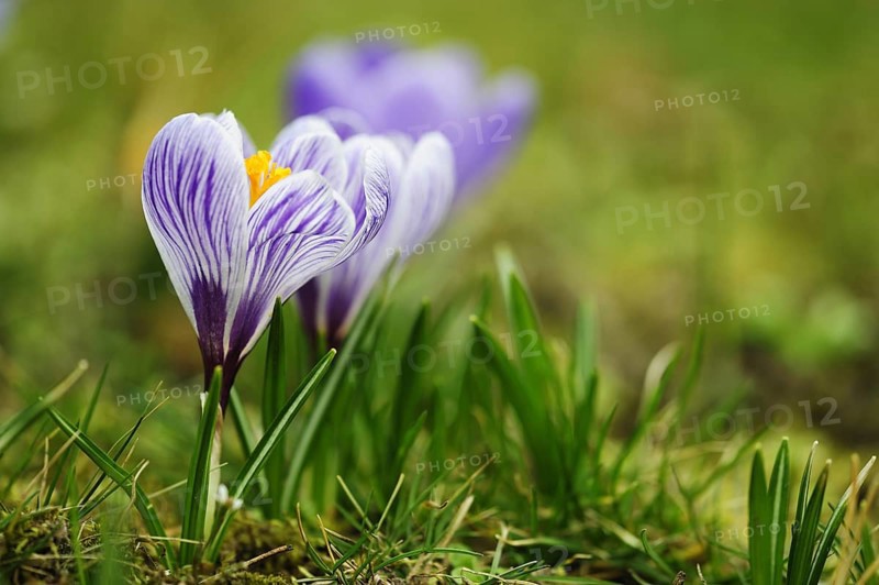 Crocus (Crocus)