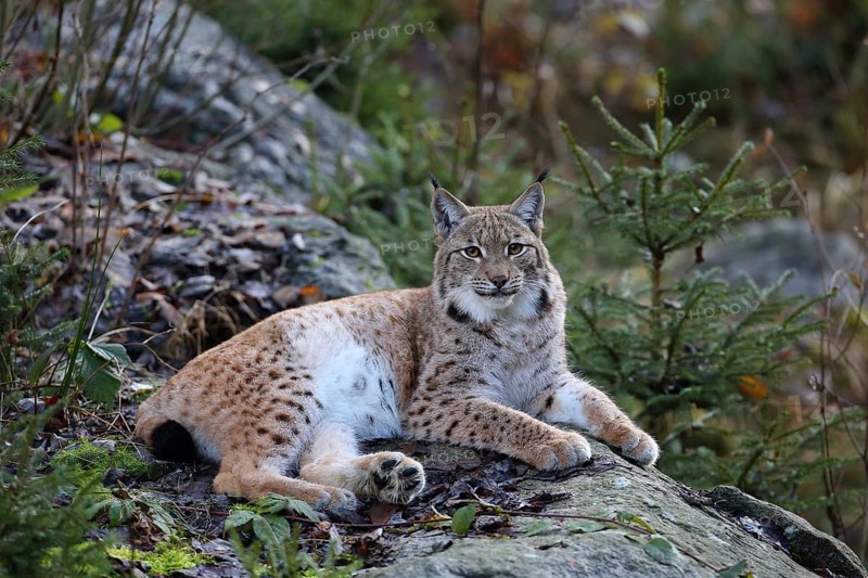 Lynx (Lynx lynx)