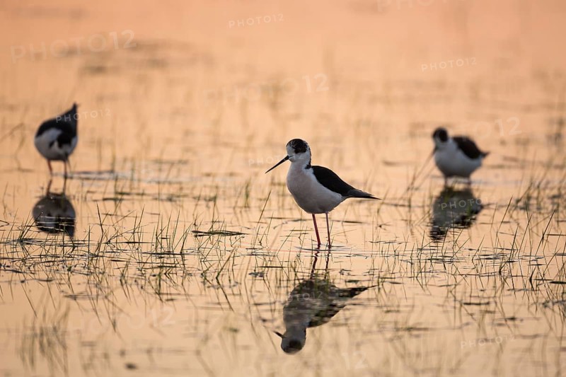 Black-winged Stilt (Himantopus himantopus)