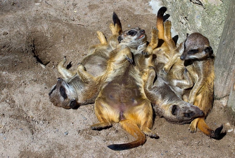Meerkat gang (Suricata suricatta)