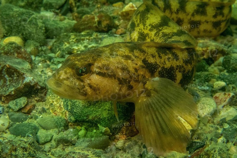 Eelpout (Zoarces Viviparus)