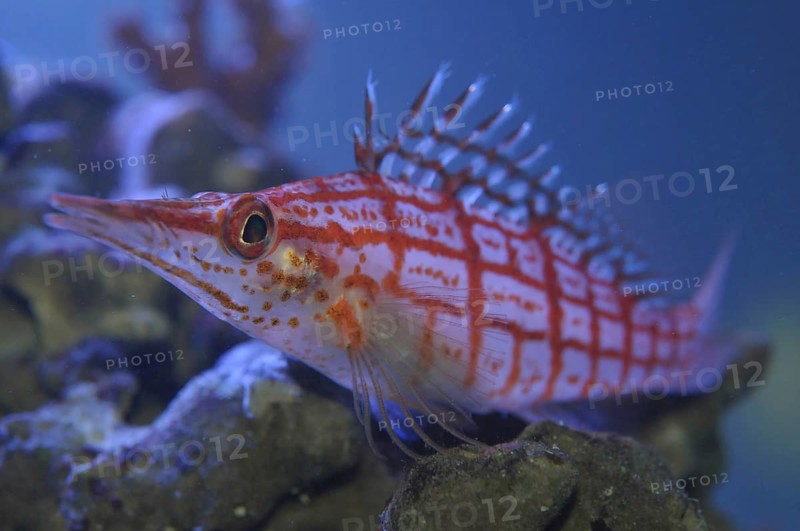 Long-snouted coral guard (Oxycirrhites typus)