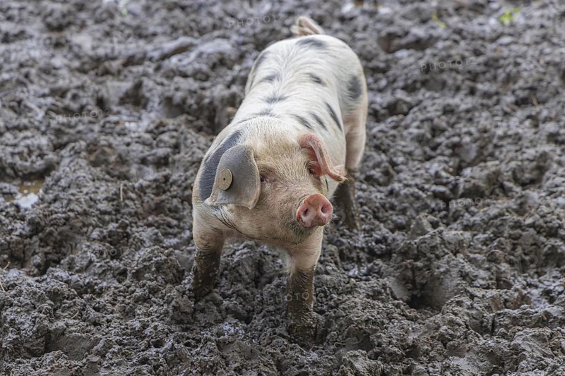 Baby Spotted Bentheimer pig enjoying themselves outdoor in the mud