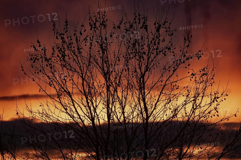 Evening red shrubs in front of reddish and yellow cloud structures, Buchhofen, Bavaria, Germany