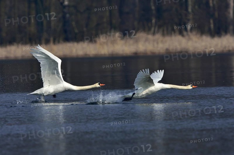 Mute swan (cygnos olor)
