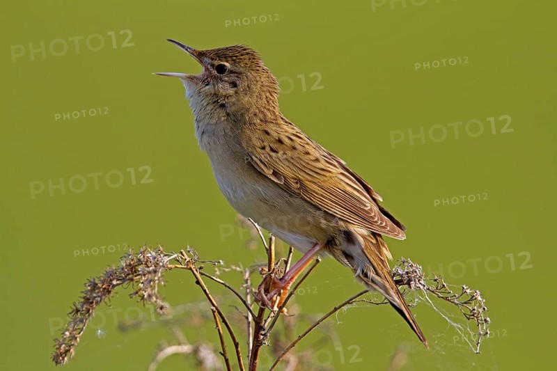 Field warbler (Locustella naevia)