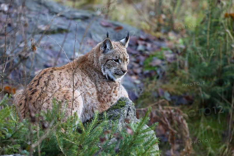 Lynx (Lynx lynx)