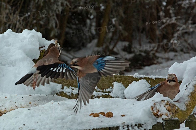 Eurasian jay (Garrulus glandarius)