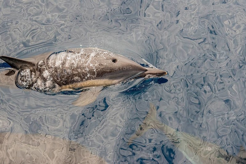 Dolphin (Delphinidae)