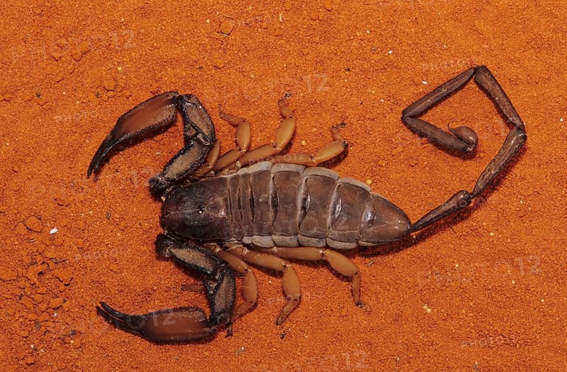 Crevice scorpion (Hadogenes sp.)