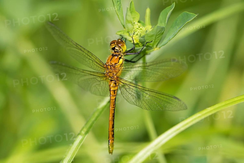 Red-veined darter, female. (Sympetrum fonscolombii)