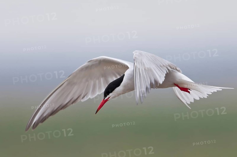 Common Tern (Sterna hirundo)