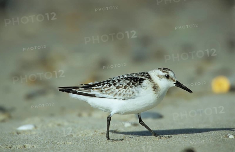 Sanderling (Calidris alba)