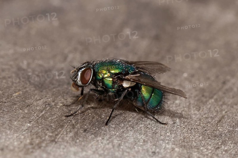 Emperor gold fly (Lucilia sericata)