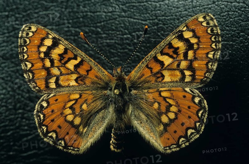 Fritillary butterfly specimen (Melitaea sp.)
