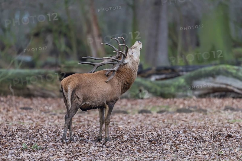 Red deer (Cervus elaphus)