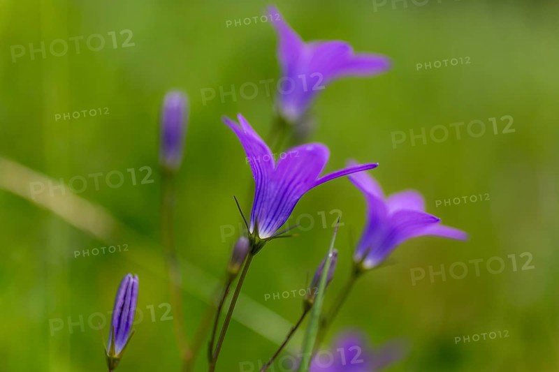 Meadow bellflower, Campanula patula, Veitsch, Styria, Austria