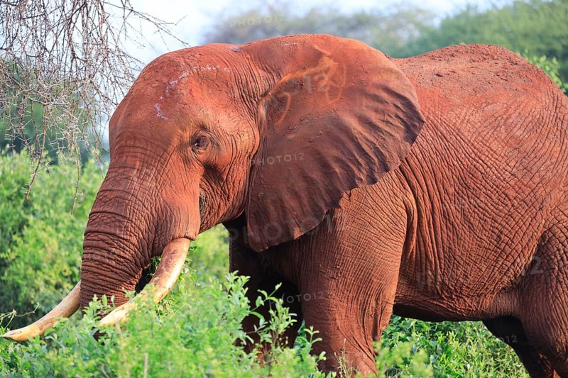 Elephants with red skin because of dust in Tsavo East National Park, Kenya