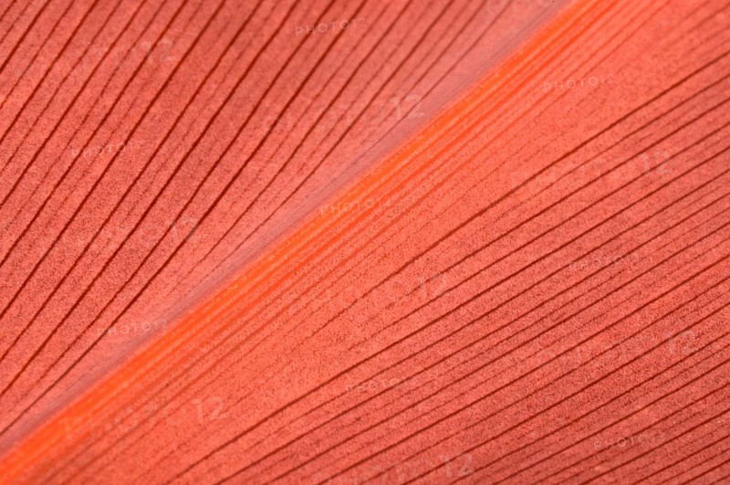 Living Coral color. Natural background of red leaf. Close up leaf surface