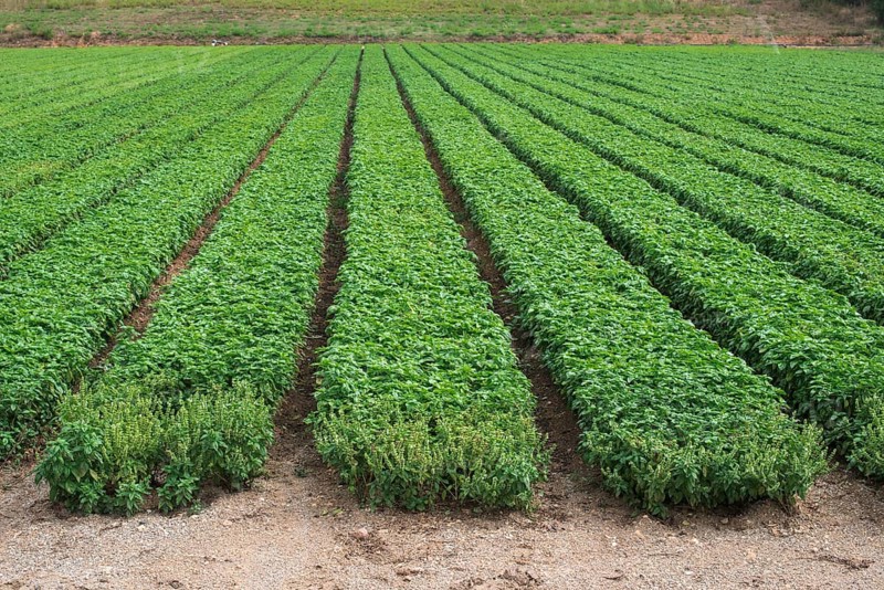 Field planted with basil. Agriculture land