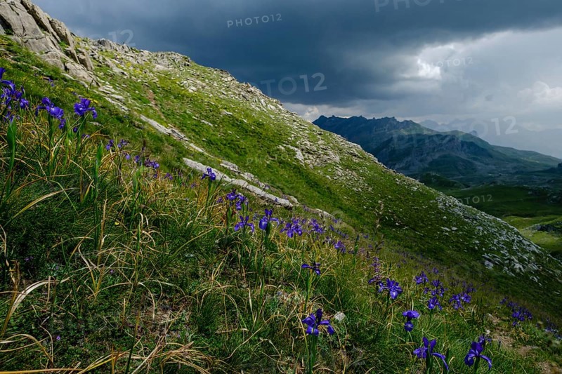 Blue lily (Iris latifolia), col de Anéou, Ayous lakes tour, Pyrenees National Park, Pyrenees Atlantiques, France