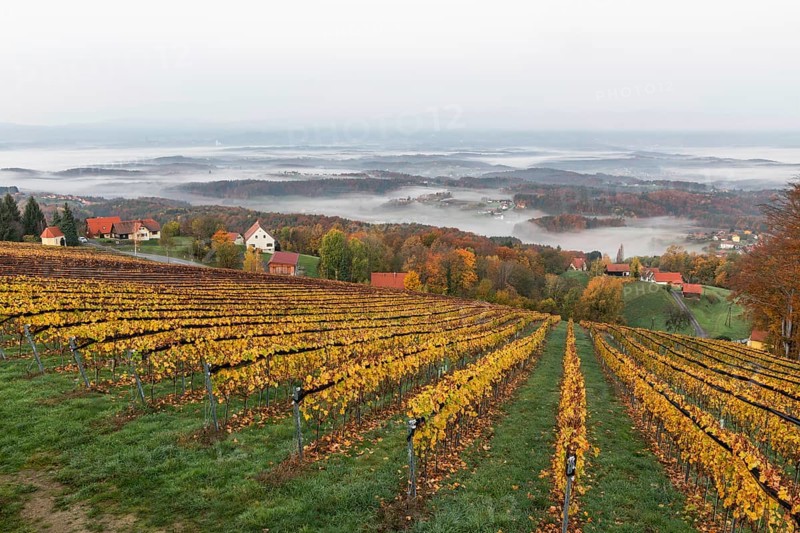 Autumn atmosphere in the early morning, vineyard, fog drifts through the hilly landscape in the valley, St. Andrä-Höch, Sausal wine country, Styria, Austria