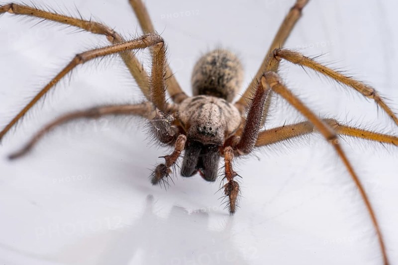 Macro photo of a Eratigena atrica also known as Giant house spider