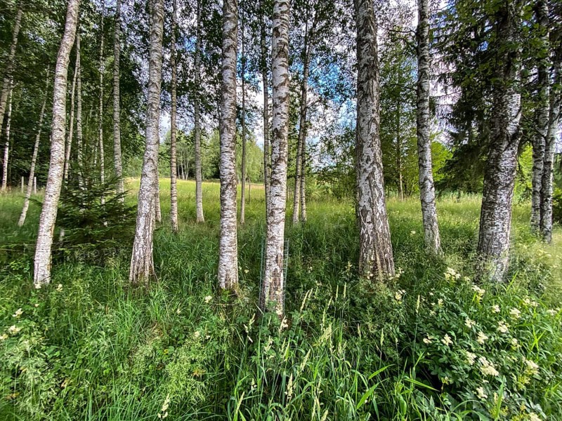 A row of birch trees at the lake of Bad Bayersoien in the Bavarian Alps, Germany