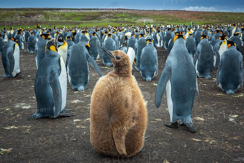 King penguins (Aptenodytes patagonicus) with chicks in a colony, Volunteer Point, Falkland Islands, Great Britain, South Atlantic