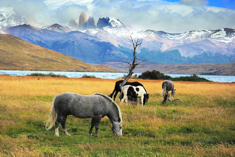 Gray and black horses grazing in a meadow near the lake. On the horizon, towering cliffs Torres del Paine
