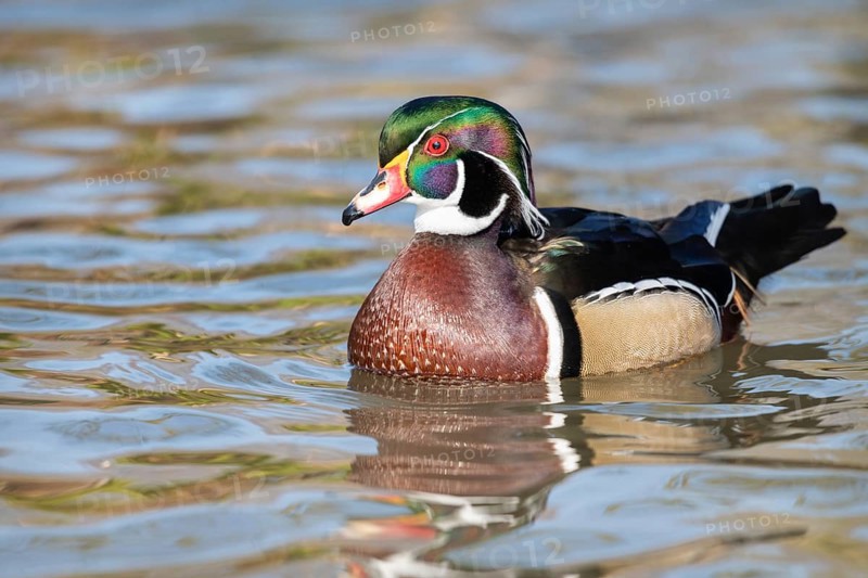 American Wood Duck