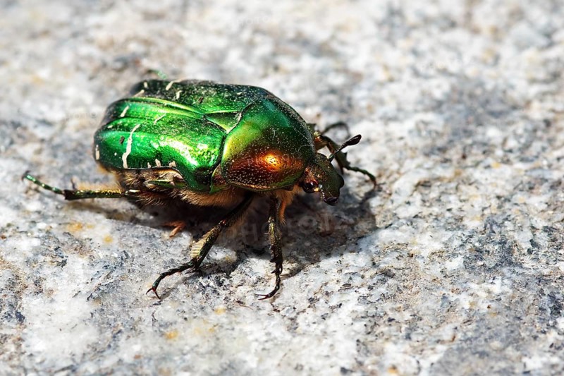 Rose chafer