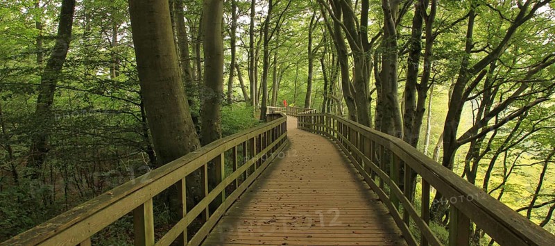 Gangplank in a green beech forest at Moens Klint, Denmark